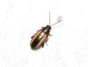 Phyllotreta sp.